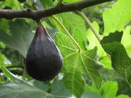 Buying fruit trees from us couldn't be easier. Deciduous Fruit Trees Berkeley Horticultural Nursery Berkeley Horticultural Nursery