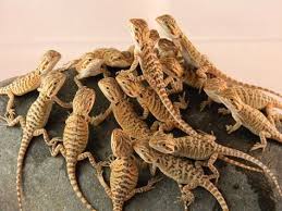 8 Bearded Dragon Wallpapers Ideas Bearded Dragon Dragon Bearded Dragon Cute Search free cute wallpaper wallpapers on zedge and personalize your phone to suit you. 8 bearded dragon wallpapers ideas