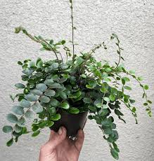 Image result for Pellaea dura