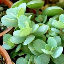 Image result for Kalanchoe rotundifolia