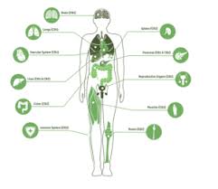 One in seven men in the united states will receive a prostate cancer diagnosis during his lifetime. Using Cannabis In Prostate Cancer Patients European Association Of Urology Nurses Eaun