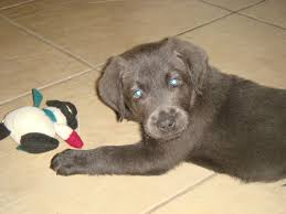 We had just recently paid top $ for 2 chocolate labs from a extremely reputable breeder in california. Akc Silver Labrador Pups Southern California Akc Silver Lab Puppies Los Angeles California
