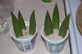 A bulb planter comes in handy to make a hole at just the right depth. Growing The Home Garden Propagating Asiatic Lilies From Leaves Asiatic Lilies Plants Propagating Plants