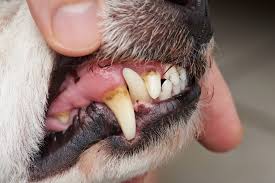 Bacteria evade removal by brushing and saliva and damage the enamel and deeper structures of teeth. Filling In The Blanks Do Pets Get Cavities Lone Tree Veterinary Medical Center Lone Tree Veterinary Medical Center