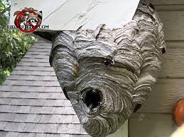 A wasp's nest is constructed of chewed wood mixed with saliva, see the photographs below. Hornet Wasp Stinging Insect Control Athens Georgia Area