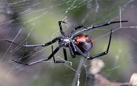 The united states of america is a vast country. Black Widow Spiders Learn About Black Widow Spider Prevention