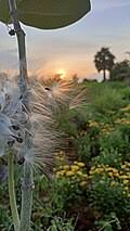 Image result for Asclepias buchwaldii