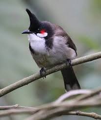 Bird With Red Patch On Back Of Head Red Whiskered Bulbul Bulbul Wildlife Photography Beautiful Birds