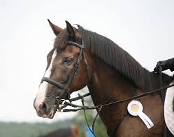 We did not find results for: Cce Concours Complet D Equitation Ooreka