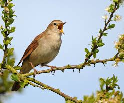 Types Of Birds And Their Meanings Expecting The Unexpected Minsmere Minsmere Nightingale Bird Beautiful Birds Bird Photo