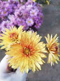 Hd Beautiful Germany Flowers Zoom Best Farming Flowers Types Of Flowers Beautiful Flowers