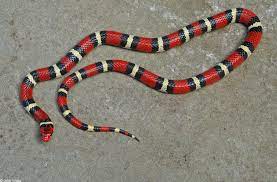 Calphotos Lampropeltis Triangulum Elapsoides Scarlet King Snake Snake Pet Snake Milk Snake