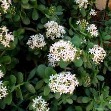 Image result for Crassula lanceolata