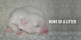 The Runt Of The Litter Definition Health Implications Faq