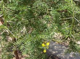 Image result for Acacia karroo
