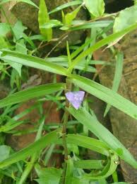 Image result for Cyanotis axillaris