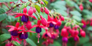 This tropical succulent plant is one of the best plants for hanging baskets. 8 Best Hanging Basket Plants Hanging Basket Flowers