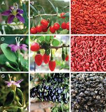 Image result for Lycium pilifolium