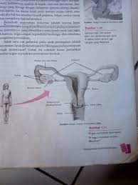 Gambar Organ Reproduksi Wanita Dan Keterangan Nya Serta Fungsi Nya Brainly Co Id