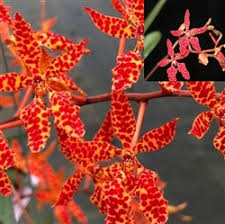 Image result for Cyrtorchis arcuata