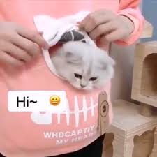Shop Now Animal Pouch Hood Tops Sweatshirt Video Pets Kangaroo Dog Cats