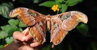 Hermosas Mariposas Y Polillas Que Existen En El Mundo Ecodaisy