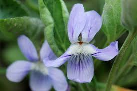 Image result for Viola abyssinica