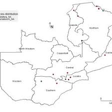 Image result for Sorghastrum pogonostachyum