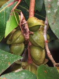 Image result for Heritiera