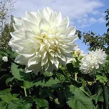 Types of white flowers names. Top 25 Most Beautiful White Flowers