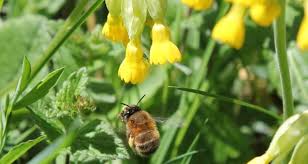 We did not find results for: Linking Resource Availability To Pollinator Diversity And Pollination Services In Agricultural Landscapes Mutualism Wur