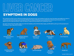 Dog stomach tumors are usually malignant and spread to areas such as the liver, lymph nodes and lungs. Liver Cancer In Dogs Innovet Pet