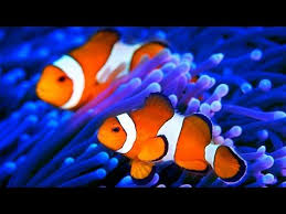 Letters Of The Alphabet Capital Letters Uppercase Letters Alphabet Workout Jack Hartmann Youtube Relaxing Music Relaxing Music Sleep Clown Fish