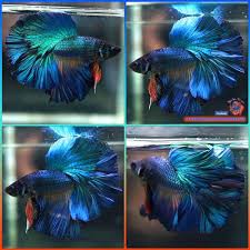 Pin On Bettafish