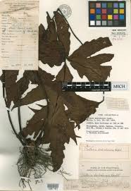 Image result for Tectaria fernandensis