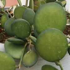 Image result for Xerosicyos