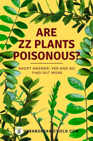 It can be toxic to humans or pets if not handled properly, so exercise extra caution if you plan to place it at home or office. Are Zz Plants Poisonous Zz Plant Plants Plant Care