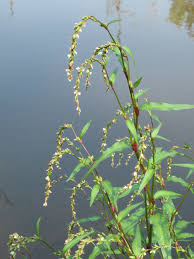 Image result for Persicaria barbata