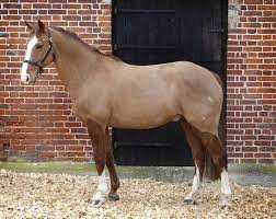 Poll Recap Body Clipping Conundrum The Horse