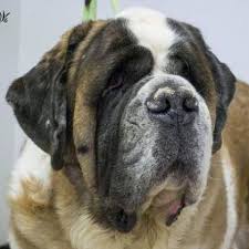 You can see how to get to st bernard sports on our website. St Bernard Rescue Other North Tampa Tampa