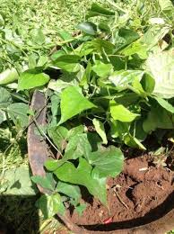 Image result for Dioscorea hirtiflora