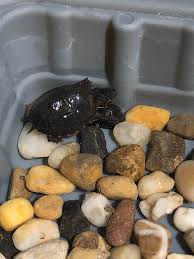 There are several tortoise speciesin the world. Baby Snapping Turtle Found In My Pool Turtle