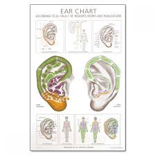 Ear Wall Chart According To The Work Of Paul Nogier