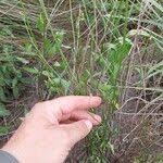 Image result for Schwenckia