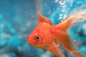 Not all betta fish do well with goldfish… for a while, my thinking was betta fish and goldfish wouldn't work because goldfish would eventually outgrow the betta and eat it. Common Goldfish Colors Lovetoknow