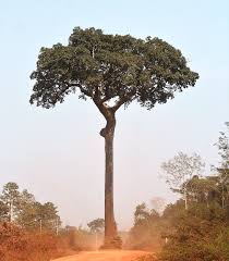 Bertholletia excelsa brazil nuts growing. The Curious Brazil Nut And Brazil Nut Tree Quirky Science