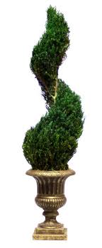 Shop for real topiary trees online at target. Preserved Classic Spiral Topiary 30 Inches Tall