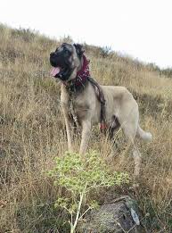 Orhan Genel Kangal Dog Big Dogs Turkey Dogs
