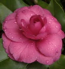 Camelia Japonica Theaceae Wonderful Flowers Pretty Flowers Camellia Flower