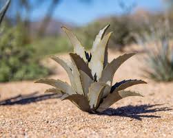 Image result for Agave